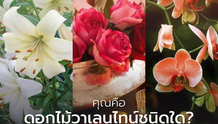 คุณคือดอกไม้วาเลนไทน์ชนิดใด
