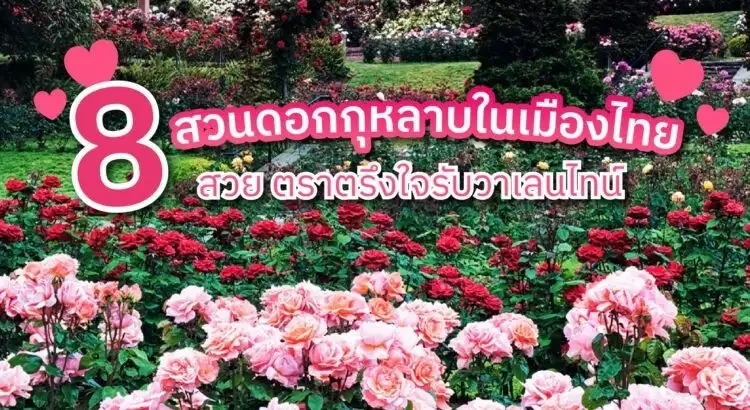 สวนดอกกุหลาบสุดฮิตในเมืองไทย